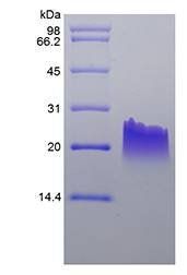 Murine MIG protein