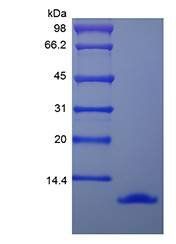 Murine MIP-1 alpha protein