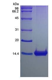 Murine MIP-1 gamma protein