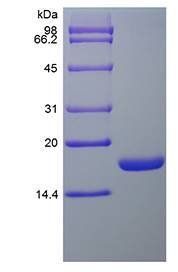 Murine SCF protein