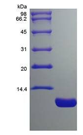 Murine TARC protein