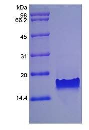 Murine TECK protein