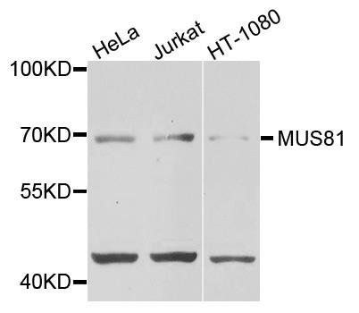 MUS81 antibody