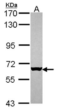 MUS81 antibody