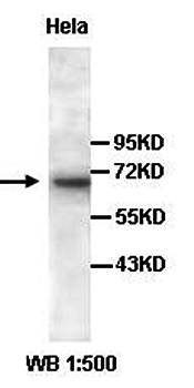 MUS81 Rabbit Polyclonal Antibody