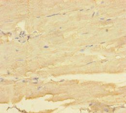 MBNL1 Antibody