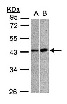 muscleblind-like 3 isoform G antibody