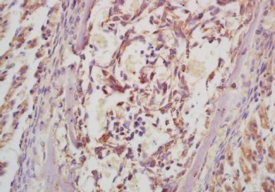 Osteocrin Rabbit Polyclonal Antibody