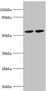 MUTYH Antibody