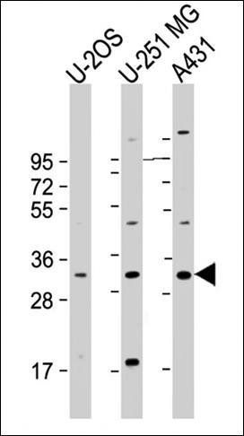 MVB12A antibody