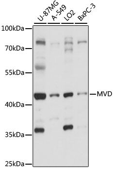 MVD antibody