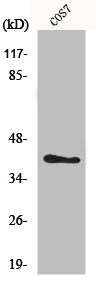 MVK antibody