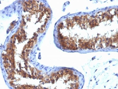 MVP Antibody