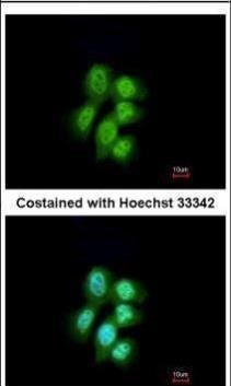 major vault protein Antibody