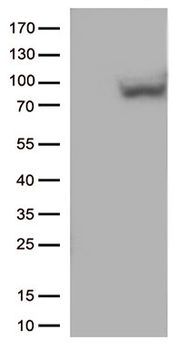 MX1 Antibody