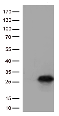 MX1 antibody