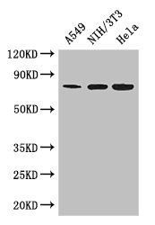 MX1 antibody