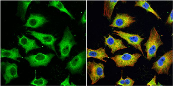 MX1 antibody [N2C2], Internal