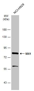 MX1 Rabbit Polyclonal Antibody