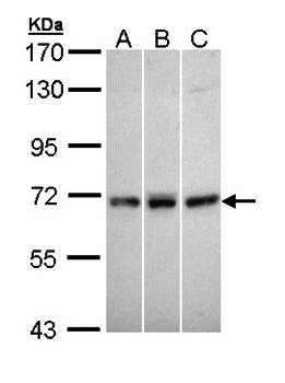 MX1 antibody