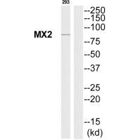 MX2 antibody