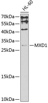 MXD1 antibody