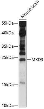 MXD3 antibody