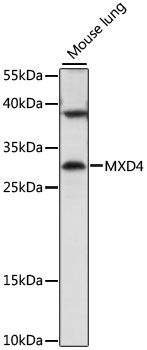 MXD4 antibody