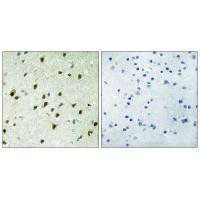 MXD4 Antibody