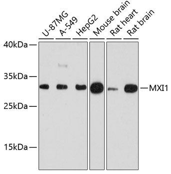 MXI1 antibody