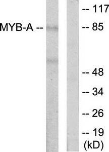 MYB-A antibody