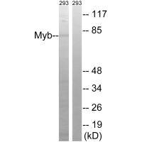 MYB (Ab-532) antibody