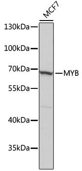 MYB antibody