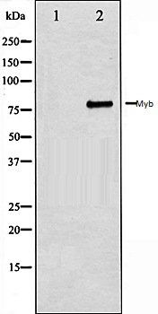 Myb antibody