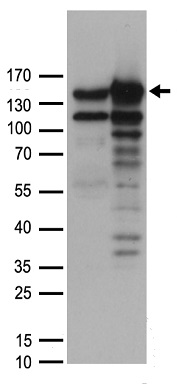 MYBBP1A Antibody