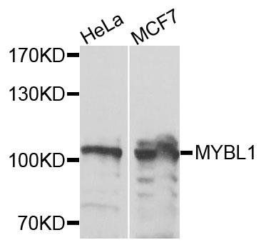 MYBL1 antibody