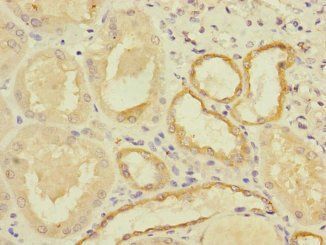 MYBL1 antibody