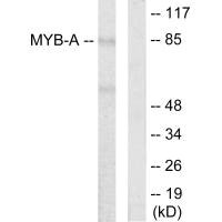 MYBL1 antibody