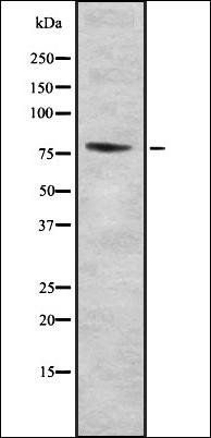 MYBL2 antibody