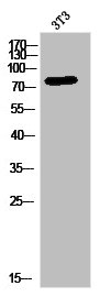 MYBL2 antibody