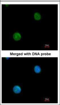 MYBPC2 antibody [N3C1], Internal