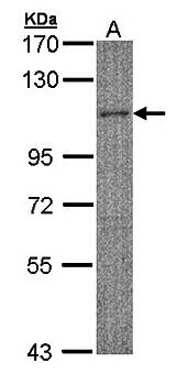 MYBPC2 antibody