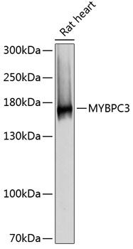 MYBPC3 antibody