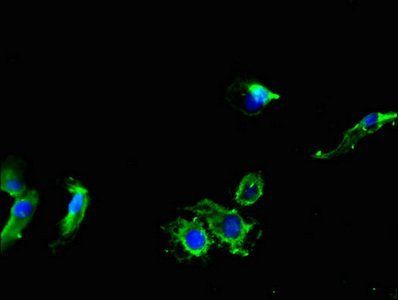 MYBPH antibody