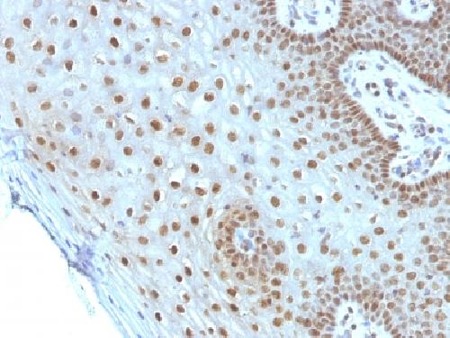 c-Myc Oncoprotein Antibody