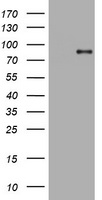 Myc tag antibody
