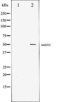 MYC antibody