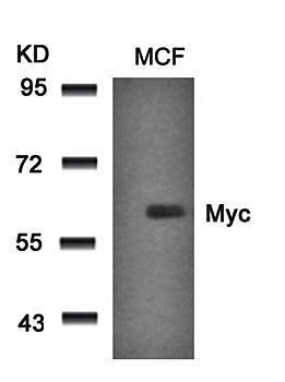Myc (Ab-58) Antibody