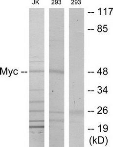 Myc (Phospho-Ser373) antibody