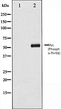 Myc (Phospho-Thr58) antibody